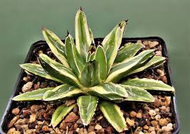 Image result for Euphorbia platyrrhiza