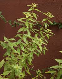 Image result for Aloysia citrodora