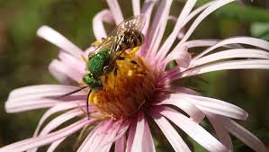 New england flowers for bees. New Publication About Bees And Their New England Habitats Available Umaine News University Of Maine