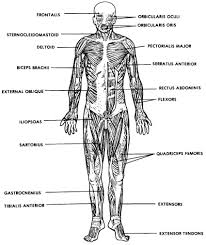 Learn more about muscles, bones, and their injuries with our detailed musculoskeletal reference app. The Muscular System Labeled The Muscular System Labeled Muscular System Diagram Lab Human Muscle Anatomy Muscular System Labeled Human Anatomy And Physiology