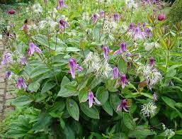 Just follow the easy step by step instructions on the seed packets for optimal results. The Other Clematis Charming Non Vining Types A Way To Garden