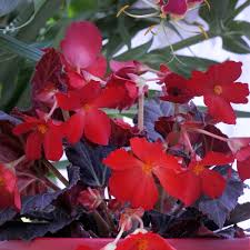 Image result for begonia semperflorens