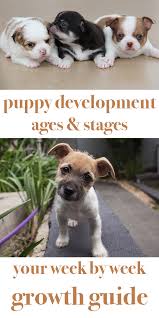 Puppy Development Stages With Growth Charts And Week By Week