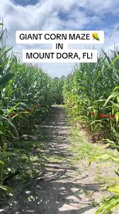 long and scott farms corn maze in mount dora, florida! 🌽🙈🎃 #fyp  #halloween #cornmaze #farm #mountdora #florida #fall #autumn #fallseason  #travel #foryou #foryoupage