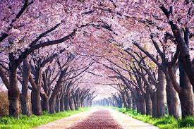 Like the okame, there's only one shirofugen, and it's notable since its large flowers blossom white, then turn pink with age. Cherry Tree Varieties A Fruitful Guide Lovetoknow