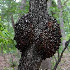 Black Knot Signs Symptoms And Treatment