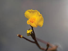 Kuvahaun tulos haulle bladderwort plant