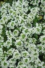 Pin On Garden
