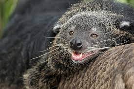 She pretends to be an injured animal to which the night pride welcomes her to the tree of life to be healed. Binturong San Diego Zoo Animals Plants