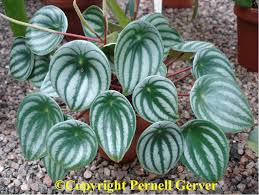 If your plant has spotty, brown leaves, they may be suffering from one of these diseases: Watermelon Peperomia To 12 A Striking House Plant With Interesting Foliage The Rounded Leaves Have A Pointed Tip Plants Safe House Plants Gorgeous Gardens