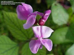 Image result for Lablab purpureus