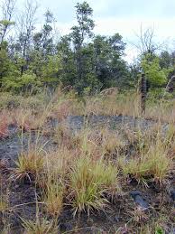 Image result for Hyparrhenia rufa