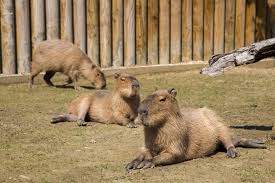 bursa hayvanat bahcesi nin yeni uyeleri bursa zoo bursa hayvanat bahcesi