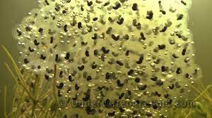 Over 791 frog eggs pictures to choose from, with no signup needed. Frog S Eggs Underwater Youtube