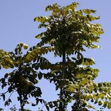 Image result for Polyscias fulva