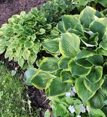 An exquisite, colour changing hosta, throughout the seasons the leaves go from creamy white and lime. 7 Tips For Growing Hostas Longfield Gardens