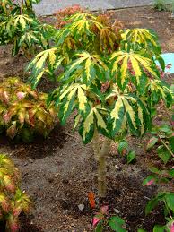 Image result for Manihot esculenta