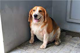 Watch fat dog mendoza show online full episodes for free. What Do I Do If My Dog Is Overweight Canine Arthritis Resources And Education
