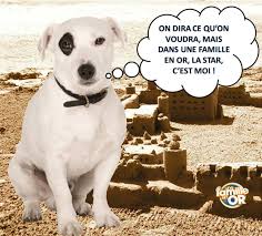 Comme michel drucker, on a souvent vu christophe dechavanne avec son chien. Tf1 Il Est Le Toutou Le Plus Emblematique Du Paf Adeck Vous Amuse Tous Les Jours Avec Son Maitre Christophe Dechavanne Dans Une Famille En Or Tf1 Http Videos Tf1 Fr Une Famille En Or