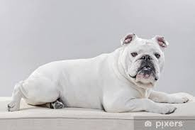Maybe you would like to learn more about one of these? White English Bulldog Lying On Pillow Studio Shot Against Grey Sticker Pixers We Live To Change