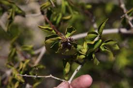 Image result for Strophanthus amboensis