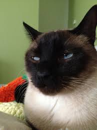 Siamese with a 'blue rinse', blue point siamese cats are distinctive, gentle and beautiful! Siamese Cats What You Should Know Before Getting One Pethelpful By Fellow Animal Lovers And Experts