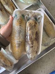 Mực câu sống nháy Bao chất lượng