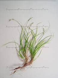 Image result for Carex angolensis