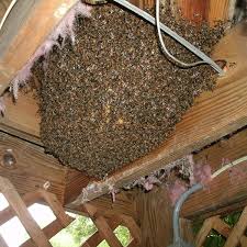 You can attract bees by. Honey Bee Removal Southeast Bee Removal