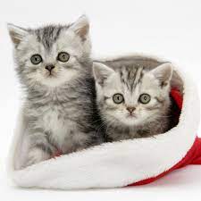 Christmas Cat Christmas Cat Ipad Wallpaper Christmas Cats Christmas Animals Pets