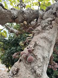 Image result for Ficus sycomorus