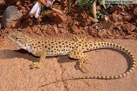 Arizona Lizard Black And White Tail Long Nosed Leopard Lizard Gambelia Wislizenii Arizona Lizard Reptiles Pet Reptiles