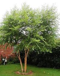 River Birch Trees For Sale Near Me Pin On Gardening
