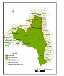 Image result for Mimulopsis excellens