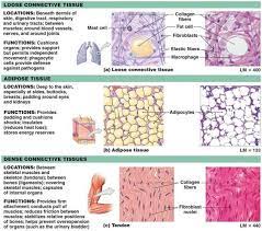 Connective Tissues Loose Connective Tissue Tissue Biology Human Anatomy And Physiology