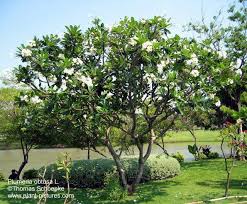 White Frangipani Tree Google Search Tropical Landscaping Plumeria Tree Landscaping Plants