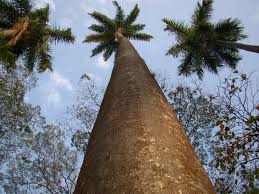 Image result for Roystonea oleracea