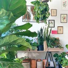 Commander plantes vertes en ligne. 10 Boutiques Ou Acheter Des Plantes Et Des Fleurs A Montreal