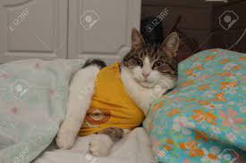 Bisher hat er auch im bett. Katze Schlaft Auf Dem Bett Lizenzfreie Fotos Bilder Und Stock Fotografie Image 88628323