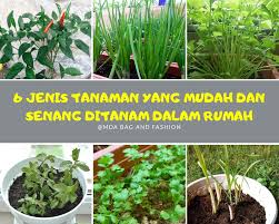 Jadi, mari kita tengok apakah 10 jenis tanaman yang menguntungkan di malaysia kalau ditanam sendiri: 6 Jenis Tanaman Yang Mudah Ditanam Mda Bag And Fashion Facebook