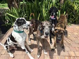 Great dane puppies for sale. Gentle Giants Great Dane Rescue United States Fl Gggdr