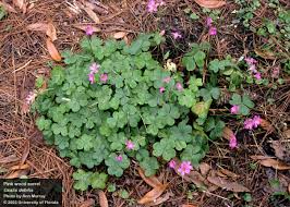 Image result for Oxalis obliquifolia