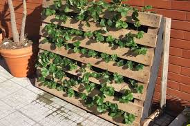 Choose strawberry planting spots in the landscaping that receive full sun and drain well. Pallet Used As Strawberries Garden 1001 Gardens