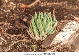 Image result for Asphodelaceae