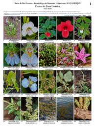 Image result for Cordylostigma longifolium