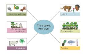 Plant diversity in tropical rain forests is very important. Ecosystem Of Tropical Rainforests The Siemens Stiftung Media Portal