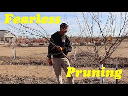 Image result for pruning plum trees