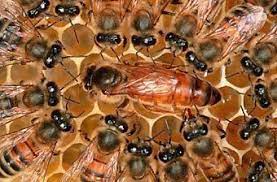تربية النحل نحلة