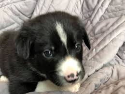 Some of our puppies are the traditional black and white, but we also have many other colors, too. Oregon Border Collie Home Facebook