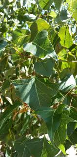Australian bottle tree, kurrajong family: Bottle Tree Brachychiton Populneus Moderate Growth To 40 X 20 Feet Or More Marks This Unusual Drough Drought Tolerant Trees Accent Trees Garden Center
